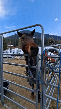 Quiet pastoral moments documented in Swiss Alpine village