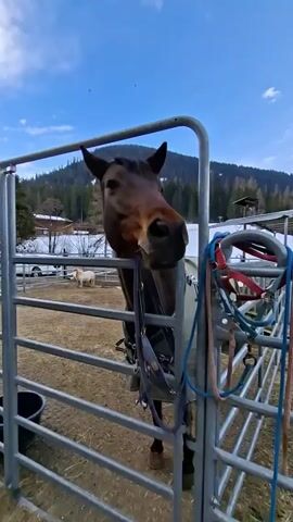 A brown horse stands in a fenced enclosure, its head protruding through the bars. The horse wears a gray blanket and is equipped with tack.  A black bucket sits to the left of the horse near the fence. Behind the fence, the ground is covered in straw or hay. In the background, there are buildings and patches of snow, with a forest-covered mountain range visible. The sky is blue with scattered clouds. A red and blue rope hangs on the gate to the right of the horse.