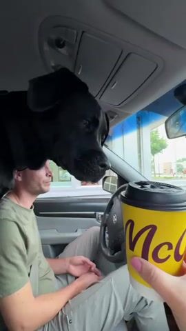 A black dog is in the passenger seat of a car, with its head out the window. The dog's owner is in the driver's seat, and a person is holding a cup of coffee from McDonald's. The dog is licking the coffee cup. The scene takes place at a drive-thru window.
