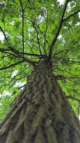 A low-angle shot looks up at a large tree trunk and its canopy. The bark of the trunk is rough and textured with deep grooves. The branches spread out and are covered in vibrant green leaves. The sky is visible through the leaves, suggesting an outdoor environment. The video is composed of static shots of the tree, with no discernible movement or action.