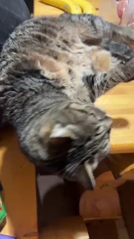 A brown tabby cat rests on a small wooden table. The cat sits facing forward, looking up. Behind the cat are bananas, apples in a clear plastic bag, and a plant. The table sits in front of a window and the cat's head turns to look at the plant briefly. The cat's eyes are narrowed as it rests on the table. The cat is lying down and then lifting its head up. A black object is visible in the upper left corner of the frame.