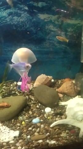 The video shows an aquarium with various fish and decorative elements. The subjects include several small fish, a jellyfish decoration, and an ornamental stone with a cave-like opening. The background appears to be a painted aquatic scene. The scene is lit by artificial light, suggesting an indoor setting, possibly a home or a public aquarium. The overall activity is the movement of fish within the aquarium. Notable details include the colorful gravel substrate, shells, and various colored glass or plastic decorative items scattered on the bottom of the tank. The focus is on the underwater environment and the life within it. No people are visible in the media. There is no discernible time of day or weather condition as it is an indoor setting. No text is visible. The location context provided (Skala-Podilska, Ukraine) is not derivable from the visual information in the media.