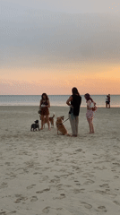 Sunset beach gathering with dogs captured in Thailand