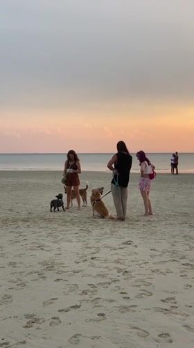 Sunset beach gathering with dogs captured in Thailand