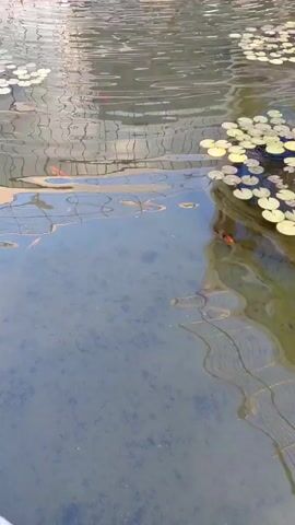 The video shows a pond with clear water and a stone in the center. There are lily pads floating on the surface of the water, and several small orange fish can be seen swimming in the pond. The pond appears to be in an outdoor setting, possibly a park or a courtyard, with reflections of buildings and trees visible on the water's surface. The overall scene is serene and tranquil.