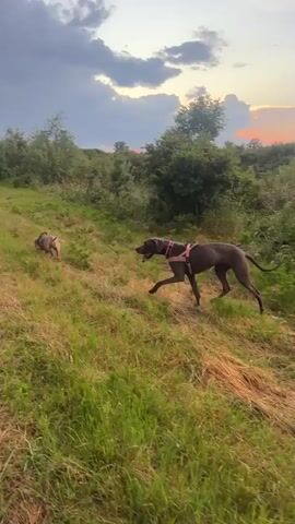 The video shows a grassy field under a cloudy sky. A man in a white t-shirt and black shorts walks along a path, followed by two dogs, one gray with a pink collar and one brown. The dogs are running, with the gray dog in the lead. The landscape includes trees and a hill in the distance.