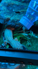 Pet owner tends to leopard gecko in Khimki terrarium