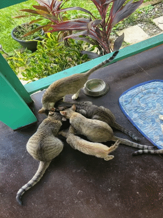 Cats, breakfast, and a quiet morning in General Luna