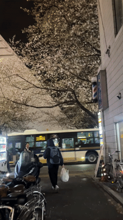 Cherry blossoms illuminate nighttime street scene in Nakano City