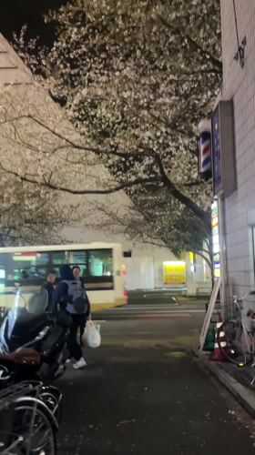Cherry blossoms illuminate nighttime street scene in Nakano City
