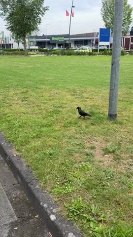 A lone black bird stands on a patch of green grass near a curb. In the background, a building with a green sign that reads "Brugman" is visible, along with several cars parked in front of it. A light pole stands to the right of the bird. The sky is overcast.