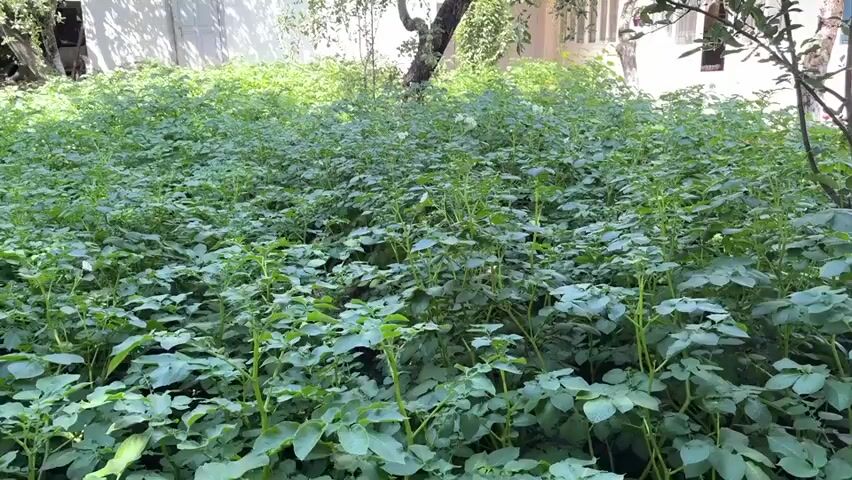 The video displays a patch of potato plants in what appears to be a garden. The plants are lush and green, with many leaves and some visible white flowers. The camera pans across the field of potato plants. The lighting suggests it is daytime, possibly with some dappled sunlight filtering through unseen trees or structures. The overall impression is of a healthy, growing crop.
