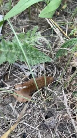 A fluffy, reddish-brown caterpillar crawls through dry grass and soil. It is surrounded by green vegetation and dried leaves. The caterpillar moves from left to right across the frame, its body undulating as it progresses. The ground is covered in a mix of dry grass, twigs, and dirt. A small, dark hole is visible in the soil towards the bottom of the frame. The video is shot from a close-up perspective, focusing on the caterpillar and its immediate surroundings.