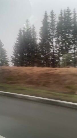 The video depicts a landscape seen through a car window while driving. It's a cloudy, foggy day and the visibility is low. On the side of the road, there's a grassy verge followed by a bank of brown earth. Patches of melting snow are visible on the ground. Beyond the bank, there are several evergreen trees, mostly blurred due to the fog. The road is asphalt and a white concrete barrier runs alongside it. The overall scene appears to be rural or mountainous terrain shrouded in heavy fog.