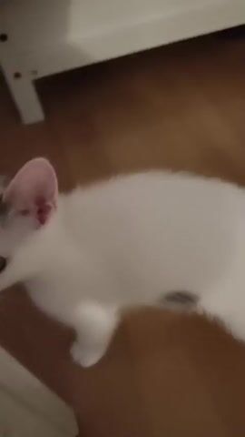 A white kitten with grey markings on its head and body is playing with a white shelf. The kitten is on all fours and its paws are on the edge of the shelf. It is looking up at the camera with its mouth slightly open. The kitten's tail is black and white. The background is a wooden floor.