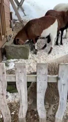The video shows a group of sheep in an enclosure. A brown and white sheep is drinking or eating from a stone trough. Another sheep with mostly white wool is grazing near a wooden fence. There is snow on the ground, and a wooden building structure is visible in the background. Someone makes a quiet "psst" sound.