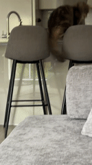London cat plays on kitchen counter with owner