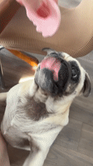 Sochi resident shares quiet afternoon with pug, beer, sandwiches