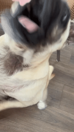 Sochi resident shares quiet afternoon with pug, beer, sandwiches