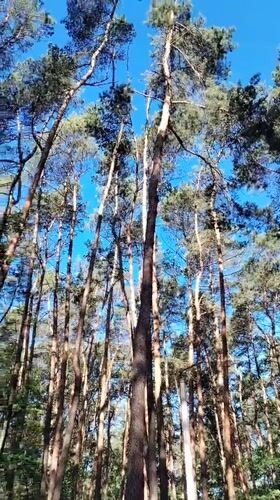 Close-up details from a pine forest, flora and bark
