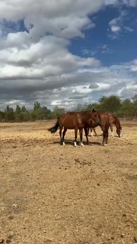The video shows a dirt paddock with two brown horses in the foreground. The horse on the left is standing facing right, while the horse on the right is grazing with its head down. The ground is dry and dusty, with sparse patches of dry grass. In the background, there is a wooden fence, trees, and a bright blue sky with white clouds. The overall impression is of a sunny day on a rural property.