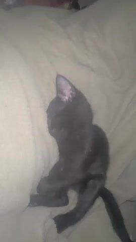 A black kitten lies on a beige blanket. A hand reaches into the frame and gently strokes the kitten's head. The kitten appears relaxed and does not move during the interaction. The lighting is dim, suggesting it may be nighttime or an indoor setting with low light.