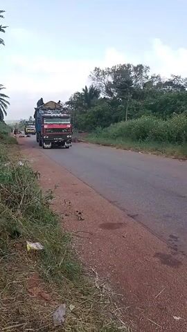 A large, red and blue truck is driving along a paved road with a brown shoulder. The truck has a high-sided, blue cargo bed that appears to be mostly empty, save for some objects covered by a tarp. A person is visible on top of the covered cargo. The truck is driving towards the camera and passes by. The surrounding environment includes green vegetation on both sides of the road, including palm trees. Another similar truck is visible in the distance. There is some litter on the side of the road. The sky is overcast.