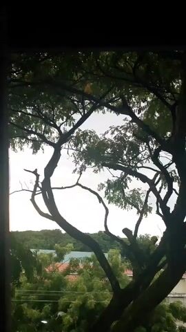 The video captures a bird perched on a tree branch. The bird appears to be yellow and is positioned in the upper portion of the frame. The tree has a large trunk and spreading branches covered in green leaves. Behind the tree, the sky is visible and appears overcast. The scene is framed by what seems to be a window or opening, with dark borders on the top and sides of the video. In the background, there are buildings and more trees, suggesting an outdoor, possibly urban or suburban, environment.