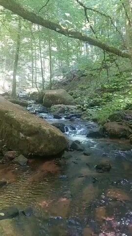 A video shows a stream flowing through a forest. The water is clear and flows over rocks. Trees with green leaves surround the stream. Sunlight filters through the trees, creating dappled light on the water. Large moss-covered boulders are visible along the stream banks. The overall impression is one of a peaceful and natural scene.