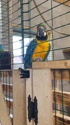 A blue and yellow macaw parrot is perched on a wooden surface inside a cage. The parrot is holding a piece of food in its foot and appears to be eating it. The cage is made of metal bars and has a wooden door with black hinges. The background is blurred but suggests an indoor environment with windows.