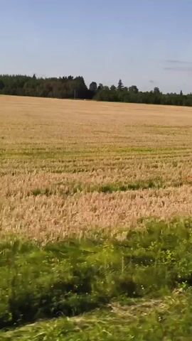 The video is a horizontal pan of a rural landscape. The foreground consists of green vegetation, possibly grass and wildflowers, with some stalks of cut grain or straw visible. The middle ground is a large, dry, golden-brown field, likely harvested wheat or barley, with some green patches interspersed. A few small red objects, possibly poppies, are scattered in the field. In the far distance, a line of dark green trees forms a treeline against a clear blue sky. A single, dark-colored tree stands prominently in the field near the treeline. The overall impression is of a sunlit, agricultural setting in the late summer or early autumn.