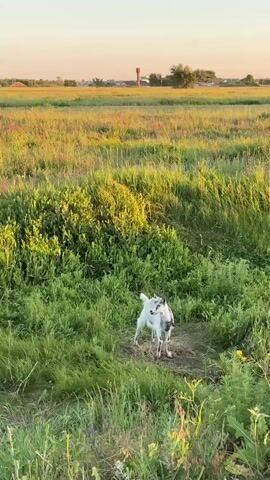 A young goat stands in a grassy field in Kraishevo, Russia. The field is lush with green grass and wildflowers, with a few trees and houses visible in the distance. The sky is clear and a soft orange hue, suggesting it is either sunrise or sunset. The goat appears healthy and alert, looking directly at the camera. The overall scene evokes a sense of peace and natural beauty. There is no visible text in the media file.