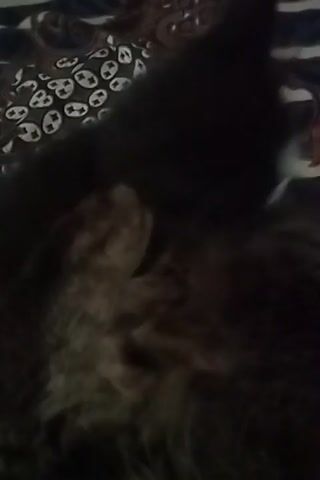 A dark-furred cat is seen lying down. Another cat, mostly black with white markings on its face, is close to the dark-furred cat. The dark-furred cat appears to be grooming or interacting with the black and white cat. The background shows a striped blanket.