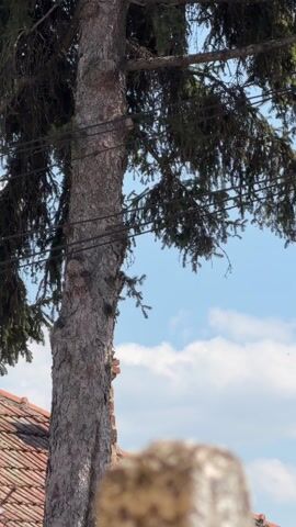 The video shows a woodpecker clinging to the side of a tree trunk. The tree is large and rough-barked, with branches and pine needles visible against a backdrop of blue sky with scattered white clouds. Power lines run horizontally across the frame, partly obscuring the view of the tree. The woodpecker has black and white plumage with a red patch on its lower body. The bird is actively pecking at the tree bark. A portion of a red-tiled roof is visible in the lower left corner.