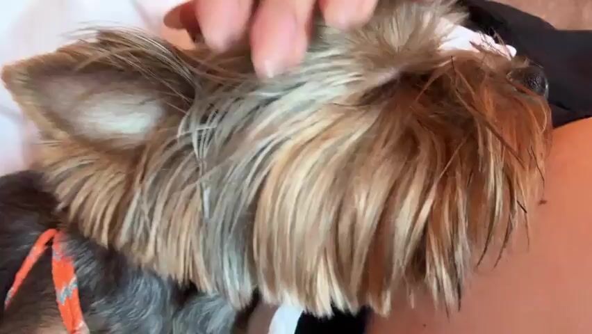 A woman pets a small dog, likely a Yorkshire Terrier, on her lap. The dog has long, light brown and grey hair and is wearing an orange harness. The woman has long, manicured nails and is wearing a ring on her left hand. She is wearing a white top. The scene is indoors, likely on a couch or bed. The lighting is bright.