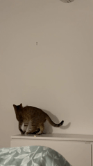 Tabby cat walks across white dresser in Milan