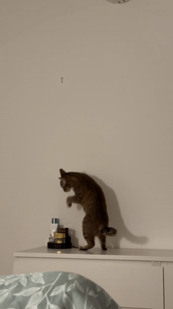 Tabby cat walks across white dresser in Milan