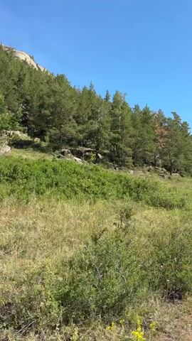 A video shows a dirt road winding through a forested mountain landscape under a clear blue sky. The camera is mounted on a vehicle, likely an SUV, with the hood visible at the bottom of the frame. Lush green vegetation, including trees and grass, lines both sides of the road. Large rocks are scattered throughout the landscape. The vehicle appears to be moving along the road, judging by the slight camera shake and changing perspective. The terrain is hilly and uneven, suggesting a natural, possibly remote, environment. The overall scene conveys a sense of outdoor adventure and exploration.