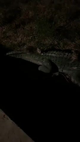 A nighttime shot shows a large, green, presumably fake alligator lying on its side. Two small, brown kittens are resting on its back. One kitten is near the alligator's head, and the other is further down its body. The ground surrounding the alligator appears to be dirt and grass.
