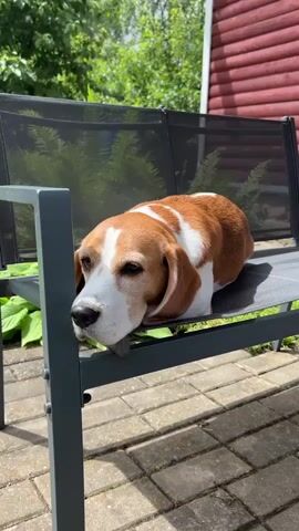 A beagle dog lies on a black bench. The dog looks down at the bench and then moves its head towards the camera. The camera then focuses on the dog's fur. The background is a red wooden building and green trees. The ground is made of bricks.