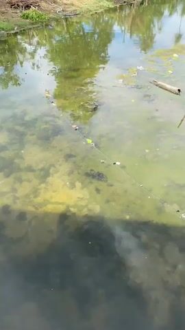 The video shows a murky body of water with green algae on the surface and at the bottom. A thin rope with small, dark objects attached at intervals is stretched across the water from left to right. Reflections of trees and the sky are visible on the water's surface. A piece of driftwood and a thin stick are also present in the water. The shoreline is visible in the upper left corner, appearing muddy and overgrown with some vegetation. The overall impression is of a natural, possibly stagnant, body of water.