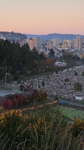 The video presents a wide, steady, elevated view of a landscape incorporating natural and urban elements. Dominating the foreground is a lush grassy area with wildflowers. Beyond that is a large cemetery dotted with numerous headstones. In the background, a cluster of high-rise apartment buildings is visible against a pink-tinged sky, suggesting either sunrise or sunset. Some trees are visible among the buildings, and hills can be seen in the very back. The scene appears tranquil, with the light enhancing the colors and shapes within the view.