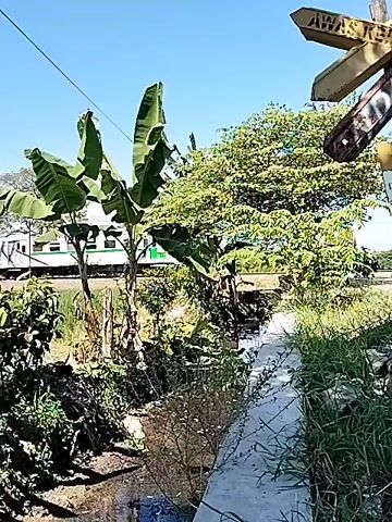 The video shows a view of a train passing by in a rural or semi-rural setting. The camera seems to be positioned near a small ditch or waterway, overgrown with vegetation. In the foreground there is a wooden signpost with multiple arrows pointing in different directions. Banana trees are also visible in the middle ground, adding to the tropical feel of the location. The train itself appears to be light green and passes behind the trees and signs. The sky is clear and blue suggesting a sunny day.