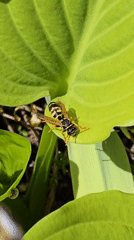 Yellowjacket wasp photographed resting on garden leaf during morning