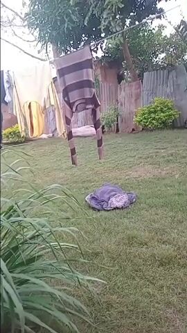 The video opens with a view of a backyard in Mbar, Nigeria, featuring a clothesline with laundry hanging. The scene then shifts to a close-up of a large clump of tall green grass. The grass is the primary subject for the remainder of the clip, with the camera moving slightly, causing the blades to sway. The lighting suggests it is daytime, with soft, diffused light indicating it might be overcast or early morning/late afternoon. The background is blurred but shows hints of a fence and some vegetation. No people are visible, and no text appears in the media. The overall impression is a simple, everyday scene in a residential outdoor space.