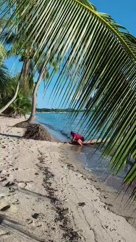 The video captures a tranquil beach scene with a person interacting with the water. A person, dressed in a red top, is crouched down by the edge of the water on a sandy beach, seemingly playing or exploring. The scene is framed by the fronds of a large palm tree, which dominate the foreground, casting a slight shadow on the sand.

The setting is a tropical beach with clear blue water lapping at the shore. The sand is a light beige, with some scattered dry seaweed. In the background, the calm ocean stretches out under a bright blue sky. Further in the distance, a faint line of land or other islands is visible on the horizon. The overall atmosphere is peaceful and idyllic, suggesting a sunny day with pleasant weather. The person's posture suggests a casual and perhaps playful engagement with the environment. The time of day appears to be daytime, likely late morning or early afternoon, given the bright sunlight and clear skies. There is no visible text in the video.