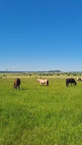 The video shows a wide shot of a grassy field with a bright blue sky overhead. Several horses are grazing in the field. On the left side, a dark brown horse stands facing left, its head down as if eating. In the center, a light tan horse stands facing right, also appearing to be grazing. On the right, a dark brown horse is grazing, facing away from the camera. Further to the right, partially visible, is a brown and white horse, also grazing. In the distance, there are rolling hills and some trees. The overall impression is a peaceful, pastoral scene on a sunny day.