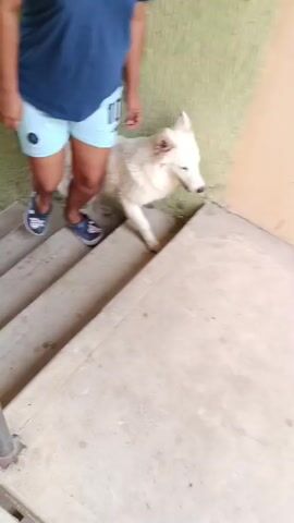 A white dog runs down a set of concrete stairs after a person. The dog appears to be a Samoyed or similar breed with fluffy fur. The person is wearing a blue shirt, light blue shorts, and blue shoes. They descend the stairs in front of the dog. The stairs have a black metal railing. The walls are painted light green and beige. The camera angle is downward, following the dog's descent.