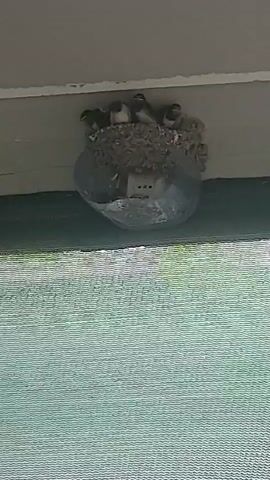 The video shows a bird's nest constructed of mud and straw, attached to the underside of an overhang. Within the nest are five young birds, likely swallows, nestled together. The nest is partially enclosed by a clear plastic material, possibly a repurposed container, which seems to offer some protection or support. Below the nest, a blurred green surface is visible, suggesting foliage or a curtain. The overall environment appears to be outdoors, possibly near a building.