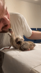 Man feeds baby birds in Riga apartment
